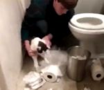 toilettes chat Un chat nettoie son propre bazar