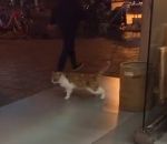 surplace marcher Un chat fait du surplace