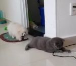 chat Un chien tire un chat par la queue