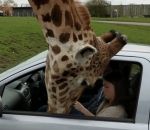 tete coince voiture Girafe vs Vitre de voiture