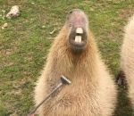 dent sourire Gratter le ventre d'un capybara