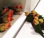 oiseau perroquet Guerre de gangs entre perruches
