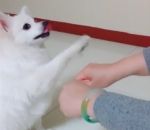 main Un chien se fait arnaquer