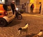 chien courir Deux hommes à scooter vs Deux chiens (Italie)