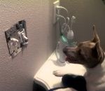 chien manger Une souris dans un interrupteur trolle un chien