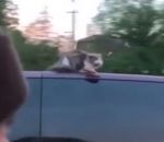 voiture toit Un chat sur le toit d'une voiture sur une autoroute