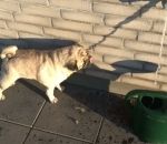 eau robinet mur Un chien boit de l'ombre