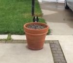 maison entrer Un chien se cache derrière un pot de fleurs