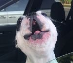 chanter Un chien chante dans une voiture