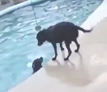 sauvetage piscine Un chien sauve son ami dans une piscine