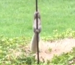 ecureuil oiseau Écureuil vs Mangeoire à oiseaux graissé