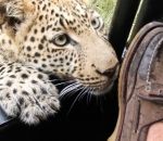 leopard croquer Un léopard croque la chaussure d'un touriste
