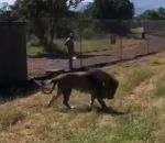 homme attaque Un lion attaque son propriétaire dans une réserve africaine