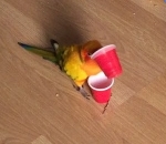 gobelet perroquet secoue Un oiseau qui a bu trop de café