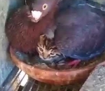 chaton Un pigeon couve un chaton