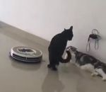 roomba chat aspirateur Un chat dérangé par un Roomba
