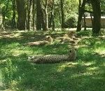 inconscient guepard Des touristes français sortent de leur voiture pendant un safari parc (Pays-Bas)