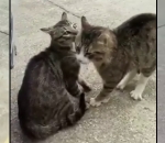 chat homme Comment séparer deux chats qui se battent
