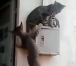 chat chute Trois chats, un boîtier électrique