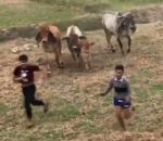 vache danse disperser Twerking party vs Vaches en colère