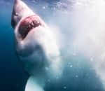 baleine requin documentaire Voilà ce qu'il se passe quand une baleine meurt
