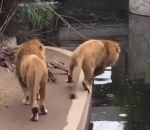zoo eau Un lion maladroit tombe à l'eau