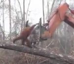 attaque singe Un orang-outan attaque un bulldozer
