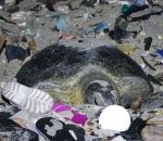 sable plage Une tortue pond ses oeufs au milieu des déchets plastiques (Île Christmas)