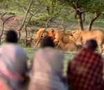 kenya lion Ils volent le repas de 15 lions affamés (Kenya)