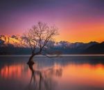 nouvelle-zelande lac That Wanaka Tree (Nouvelle-Zélande)