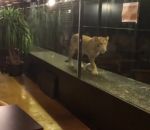 turquie cage Un bar à chicha expose un jeune lion pour attirer les clients (Istanbul)