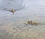 canard caneton Une cane maman de 9 canetons en adopte 10 de plus (Michigan)