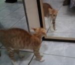 reflet Un chat se chie dessus en se voyant dans le miroir
