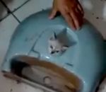 sauvetage Un chaton avec la tête coincée dans un lavabo