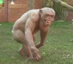 zoo singe Chimpanzés sans poils