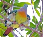 oiseau aile Un Colombar giouanne et ses deux bébés