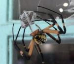 accouplement araignee cannibal Couple d'araignées après un accouplement