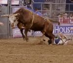 chance Un cowboy manque de se faire écraser la tête par un taureau
