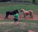 cheval femme Il ne dit pas à sa femme que la clôture est électrifiée (Tennessee)