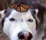 chien husky tete Un husky avec un papillon sur la tête