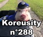 koreusity 2018 Koreusity n°288