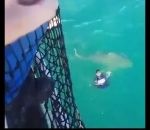 requin surprise Un marin de la Marine nationale a une visite surprise