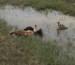 eau Deux oies protègent leurs petits d’un renard (Alaska)