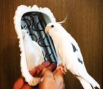 perroquet Un oiseau tape en rythme sur un miroir
