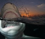 coucher Requin citron la gueule grande ouverte (Bahamas)