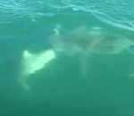 queue Un requin mange la queue d'un requin