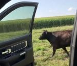 danse voiture Kiki Challenge avec une vache