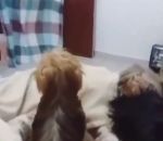 reaction chien #WhatTheFluffChallenge avec deux chiens