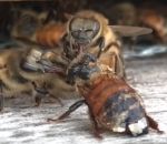 miel Des abeilles nettoient une abeille recouverte de miel