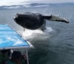 baleine bond Une baleine bondit très près d'un bateau